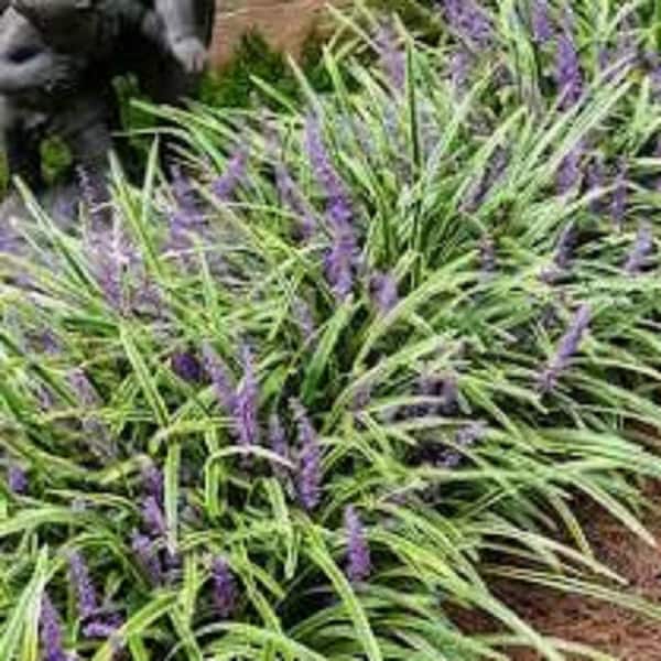 BELL NURSERY 4 in. Variegated Groundcover Liriope Shrub Plant