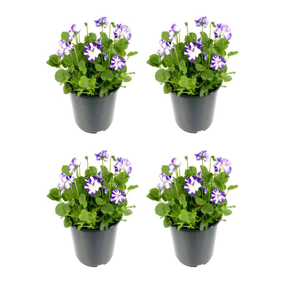 Perennial Viola c. Rebecca 2.5 qt. (4-Pack)
