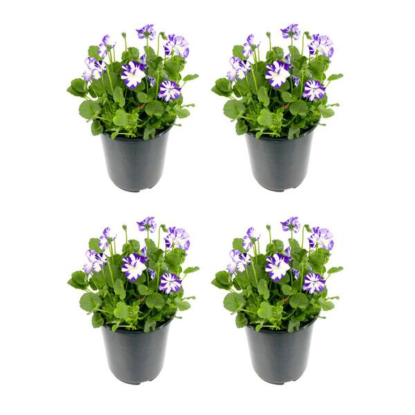 Unbranded Perennial Viola c. Rebecca 2.5 qt. (4-Pack)