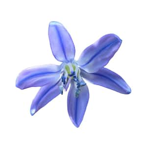 Siberian Squill 50-Bulbs