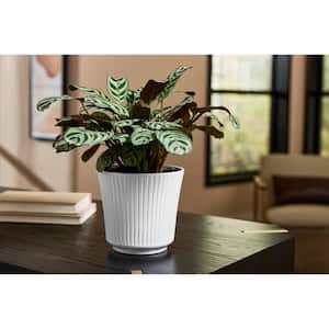6.7 in. x 6.7 in. D x 5.9 in. H Leeanne Small Glossy White Textured Ceramic Pot