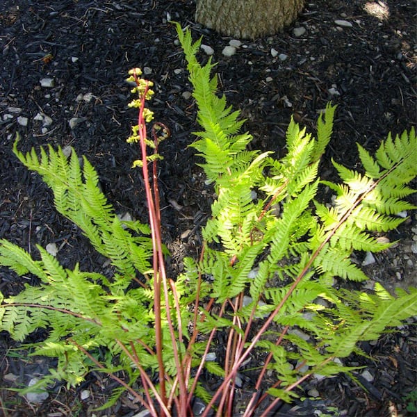OnlinePlantCenter 1 gal. Lady in Red Fern Plant