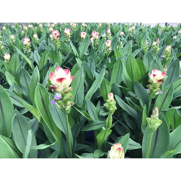 2.5 Qt. Curcuma Siam Plant Pink Solar Flowers in 6.33 In. Grower's Pot (2-Plants)