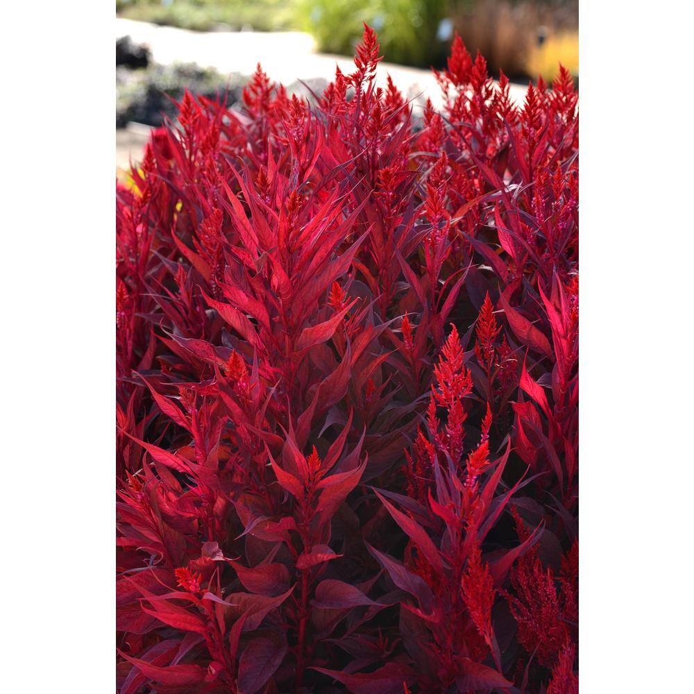 National Plant Network 4 In Dragon S Breath Red Bloom Celosia Plant 3 Piece Hd7306 The Home Depot