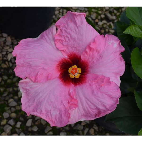 PROVEN WINNERS 1 Gal. Hollywood Trophy Wife Pink Flower Annual Hibiscus