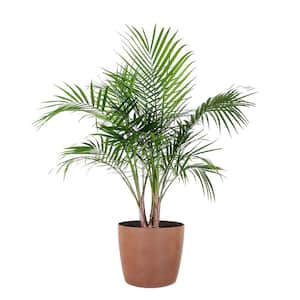 Majesty Palm Live Indoor Outdoor Plant in 10 inch Premium Sustainable Ecopots Terracotta Pot