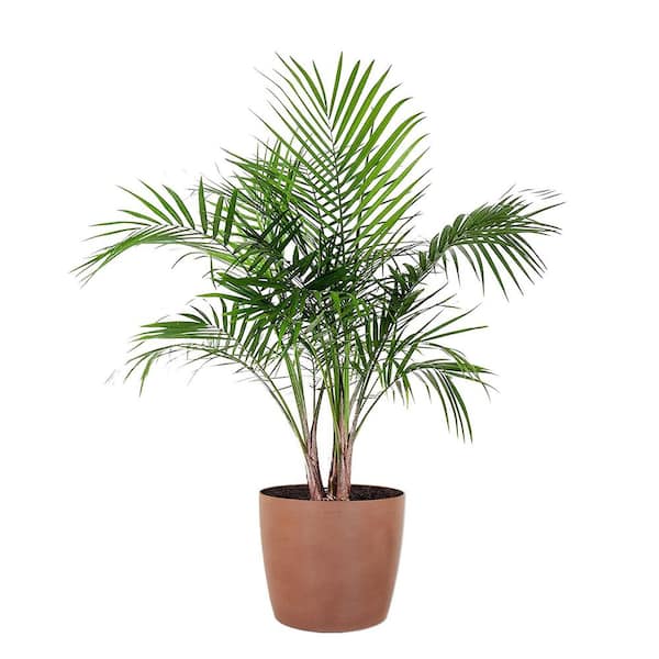 United Nursery Majesty Palm Live Indoor Outdoor Plant in 10 inch Premium Sustainable Ecopots Terracotta Pot