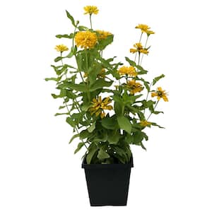3.20 Qt. Zinnia Dreamland Yellow Flower in 7.5 in Grower's Pot