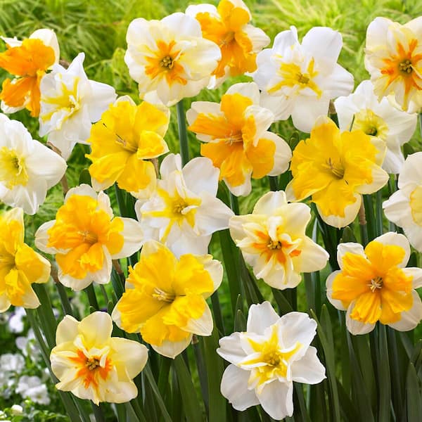 Garden State Bulb 14/16 cm Butterfly Mix Split Corona Daffodil Flower Bulbs (Bag of 25)
