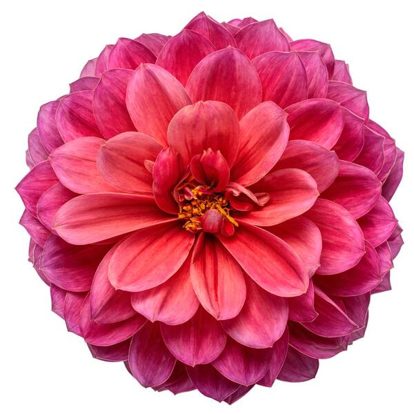Proven Winners 4.25 in. Eco+ Grande Virtuoso Rad Raz Dahlia
