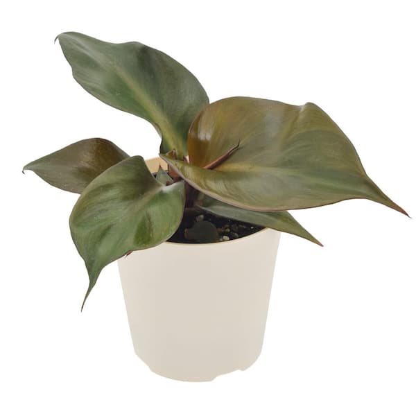 4 in. Philodendron Red Heart Live Indoor Plant in Beige Plastic Pot Cover Planter