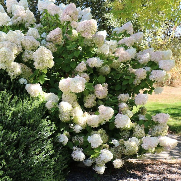 national PLANT NETWORK 1 Gal. Hydrangea Sweet Starlight Shrub with