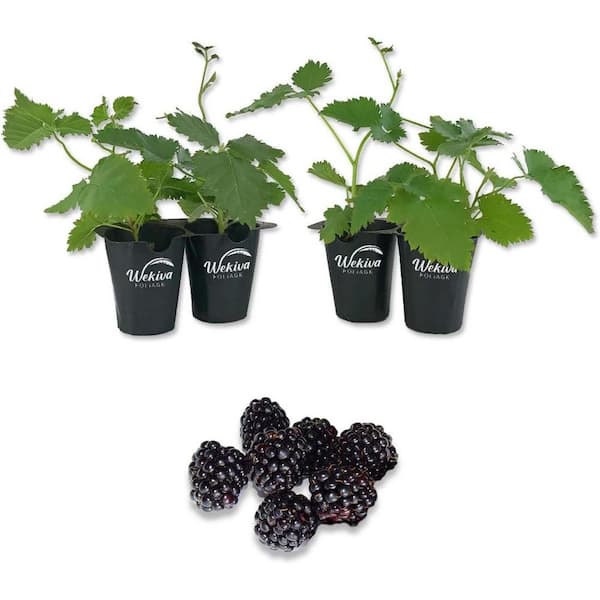 Arapaho BlackBerry Plant-4 Live Starter Plants-Rubus-Fruit Trees for the Patio and Garden
