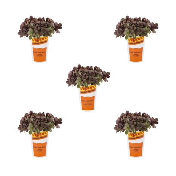 1.5-Pint Sedum Sunsparkler Cherry Tart Green Perennial Plant (5-Pack)