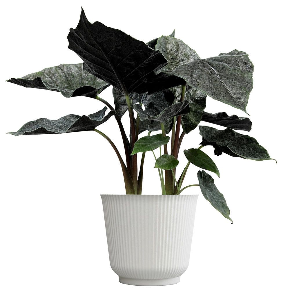 altman-plants-house-plants-