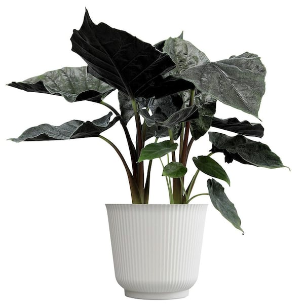 ALTMAN PLANTS Alocasia Antoro Velvet, 6 in. White Decorative Pot, Easy Elephant Ear Plant, Unique Live Indoor House Plant Gift