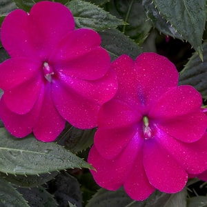 2.5 In. Compact Rose Glow SunPatiens Impatiens Outdoor Annual Plant with Deep Pink Flowers (3-Pack)
