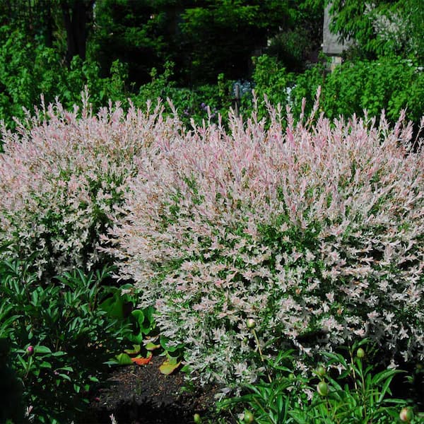 2 Gal. Flowering Tri-Color Willow Shrub with White Blooms