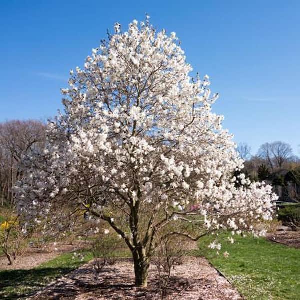 2 gal. Wisdom Series Green Star Deciduous Japanese Magnolia Tree