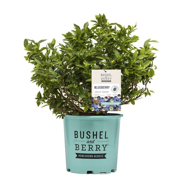 1 Gal. Bushel and Berry Jelly Bean Blueberry Live Plant