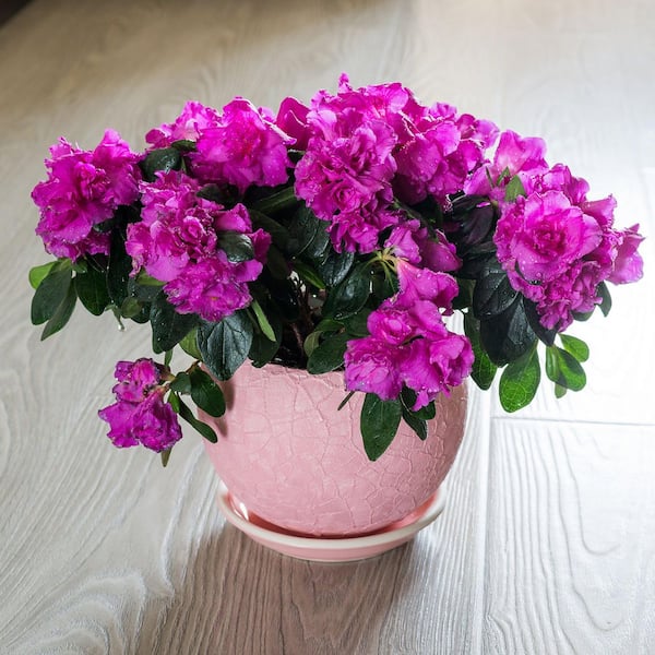 national PLANT NETWORK 2.5 Quart Azalea 'Amelia Rose' Flowering