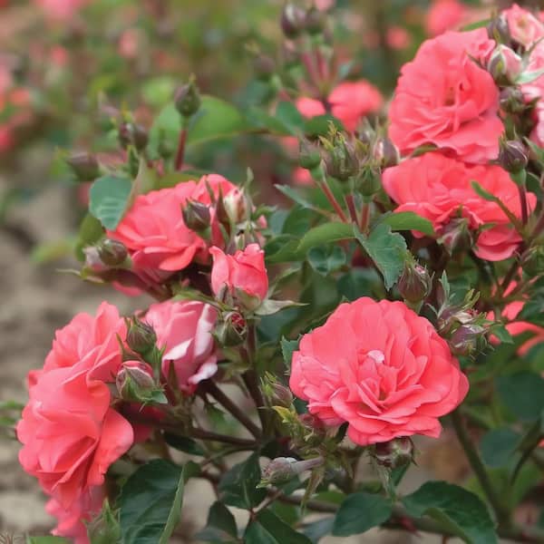 3 Gal. Coral Drift Rose Bush with Coral-Orange Flowers