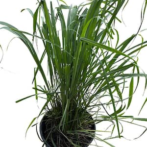3 Gal. Lemon Grass Plant
