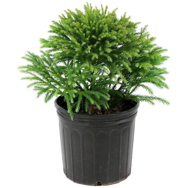 2.25 Gal. Cryptomeria Globosa Nana Shrub