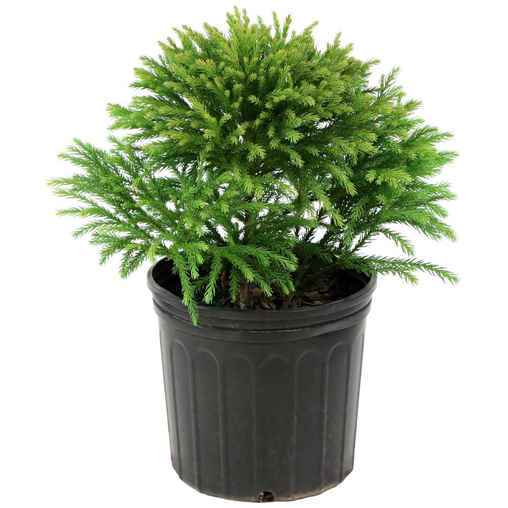 national PLANT NETWORK 2.25 Gal. Cryptomeria Globosa Nana Shrub