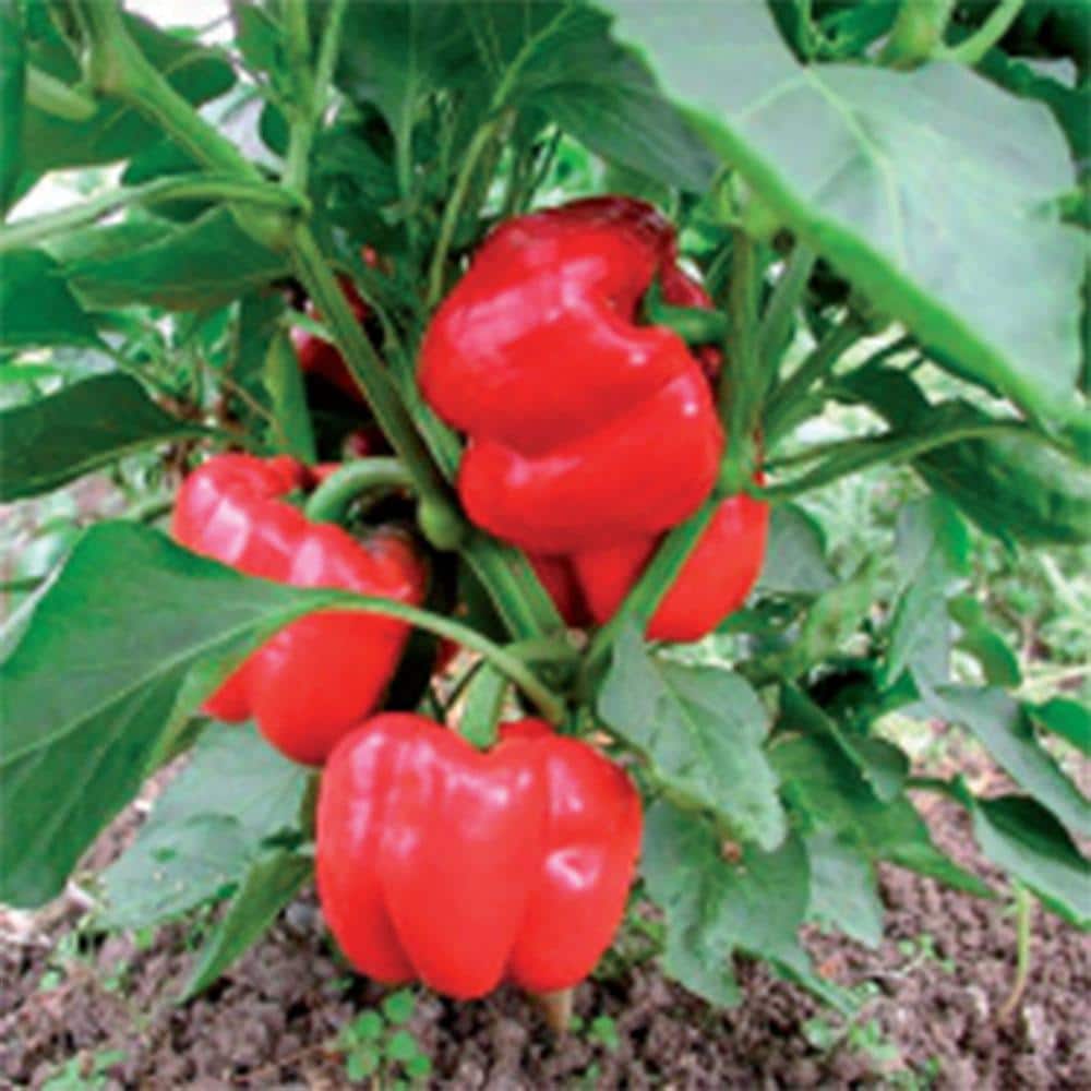 UPC 748404069482 product image for Olympus F-1 Green Bell Pepper | upcitemdb.com