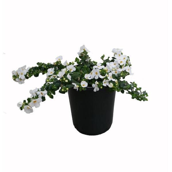NATURE'S NUTRIENTS Annual Bacopa Scopia White 2.5 qt. (4-Pack