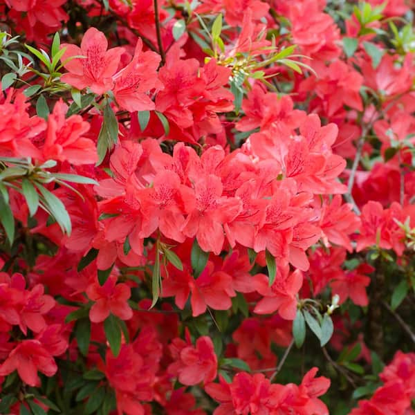 national PLANT NETWORK 2.5 Quart Azalea 'Fashion' Flowering Shrub with Pink Flowers