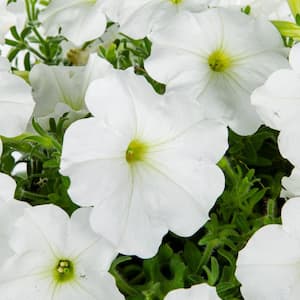 1.5 PT. White Easy Wave Petunia Annual Plant with White Flowers (5-Pack)