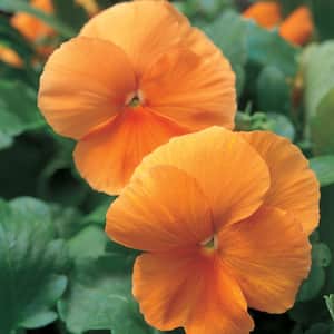10 in. Orange Pansy Plant (12-Pack)