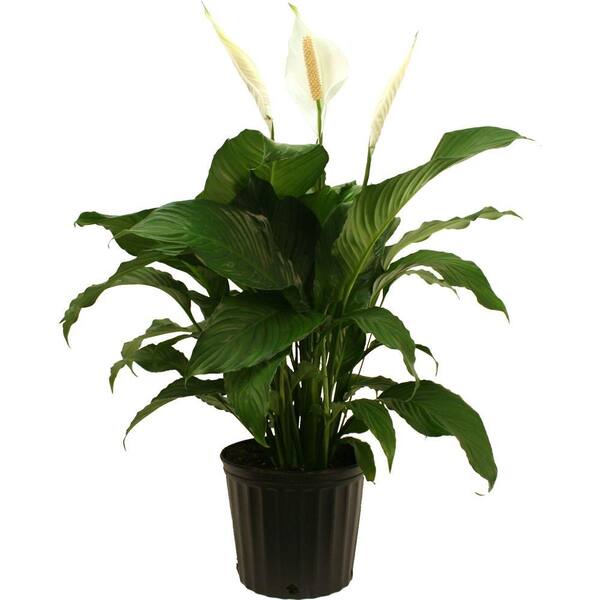 Costa Farms Spathiphyllum Sweet Pablo In 9 25 In Grower Pot 10spathsweet The Home Depot