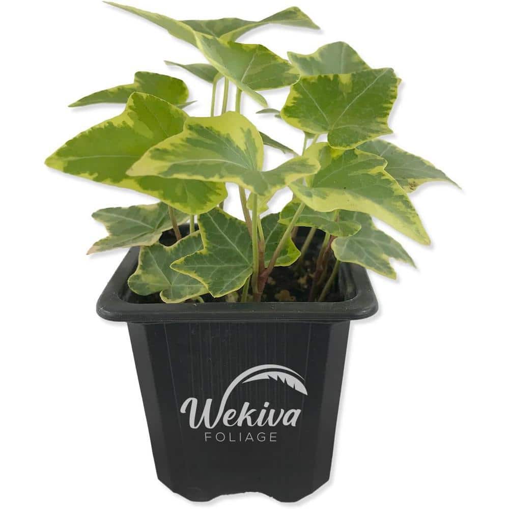 Wekiva Foliage Golden English Ivy-Live Plant in a 3 Inch Pot