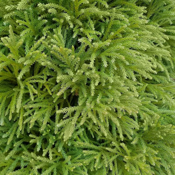 2.25 Gal. Cryptomeria Globosa Nana Shrub