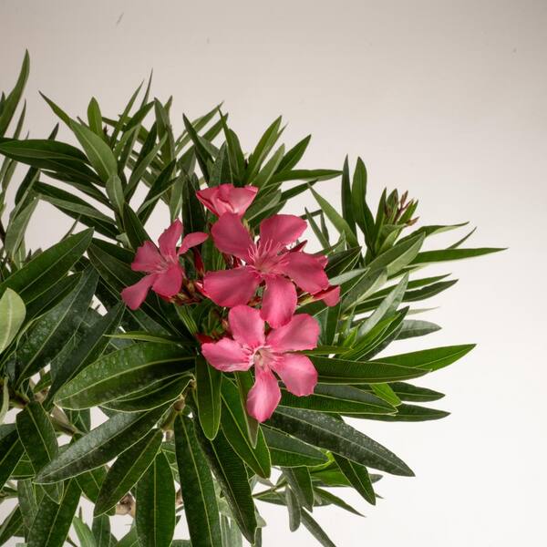 Oleander Red Nerium newest Oleander 10” inch pot