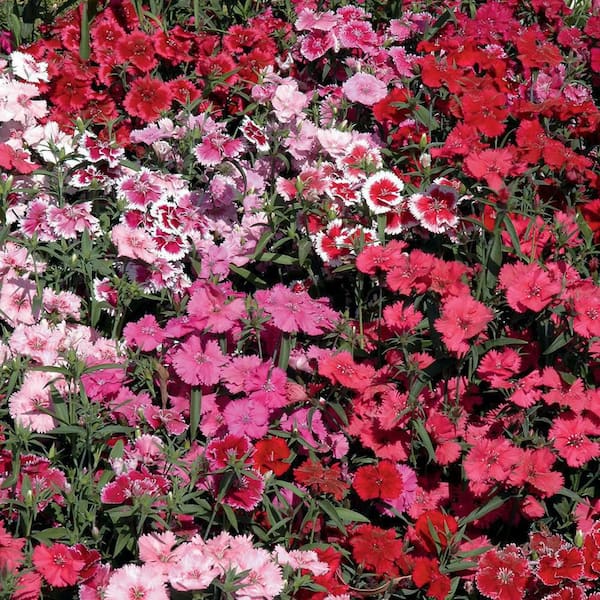 ALTMAN PLANTS Dianthus Plant Mix (6 Pack) with Assorted Flowers