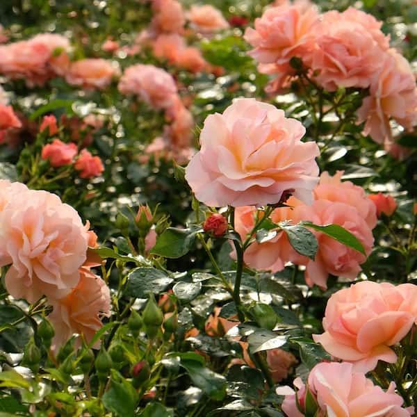 national PLANT NETWORK Bare Root Cherish Rose (2-Pack) HD1590