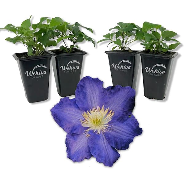 Clematis Ravel-4 Live Starter Plants in 2 in. Growers Pots-Starter Plants Ready for The Garden-Rare Clematis