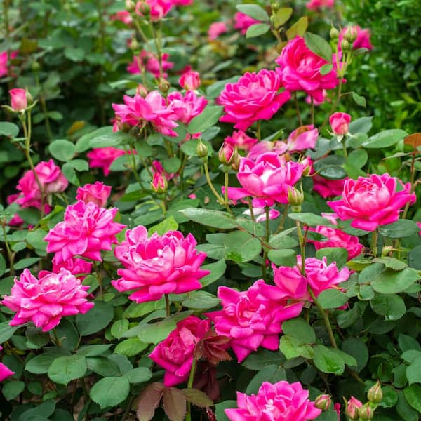 KNOCK OUT 2 Gal. Pink Double Knock Out Rose Bush with Pink Flowers