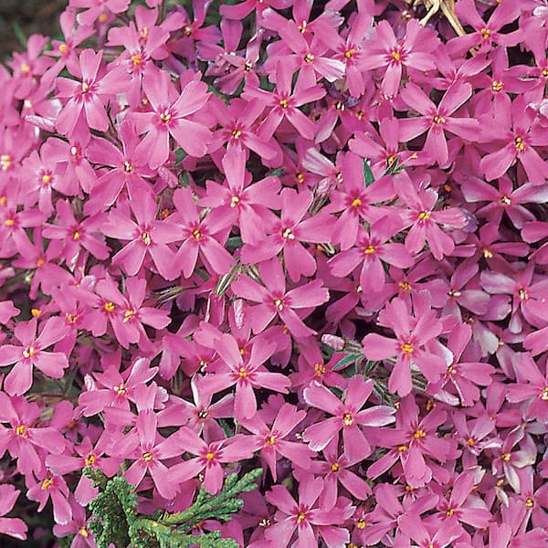 2.5 Qt. Red Wing Purple Creeping Phlox Plant
