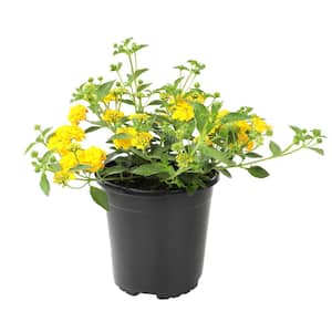 2 QT. Lantana New Gold (Bright Yellow Blooms) Pollinator Garden Perennial Plant in Grower Pot