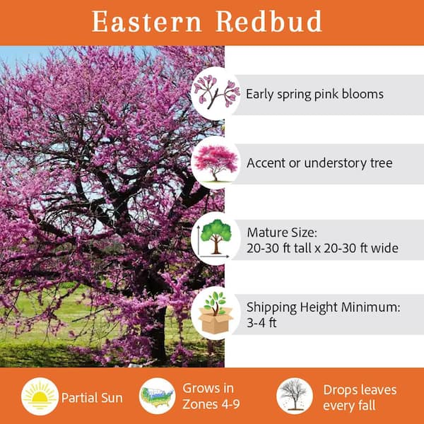 7 Gal. Eastern Redbud Flowering Deciduous Tree with Pink Flowers