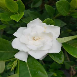 3 Gal. Mystery Gardenia With White Flowers