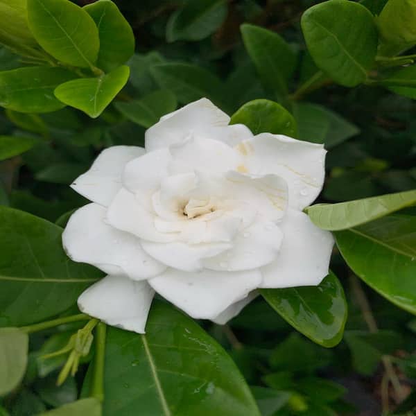 OnlinePlantCenter 3 Gal. Mystery Gardenia With White Flowers