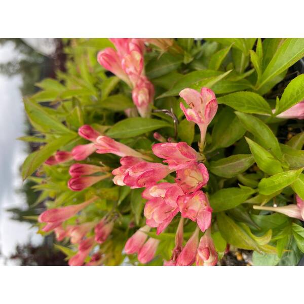 BLOOMIN' EASY Jumbo Pint Peach Kisses Weigela Live Shrub, Peach-Pink Flowers