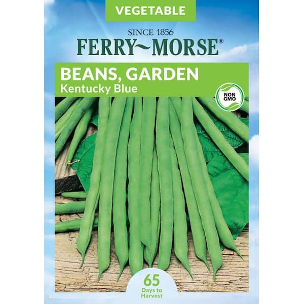 Ferry-Morse Bean Kentucky Blue Seed