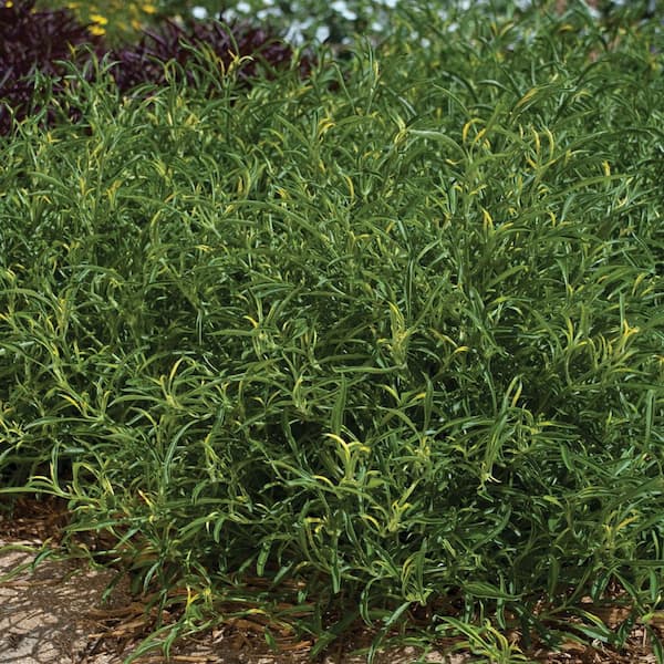 4.5 in. Green Alternanthera Plant